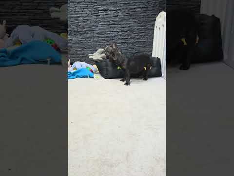 Video 1