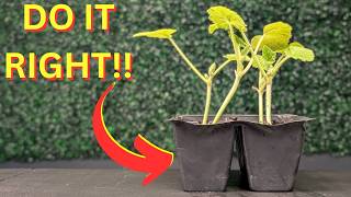 KEEP Your Seedlings THRIVING With These Easy Tips, Tricks, and Hacks