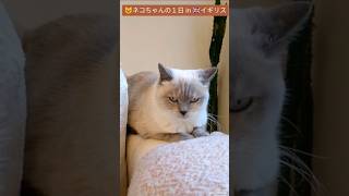 【ねこ好き】イギリスのねこの１日#shorts #ねこ #イギリス #ブリティッシュショートヘア