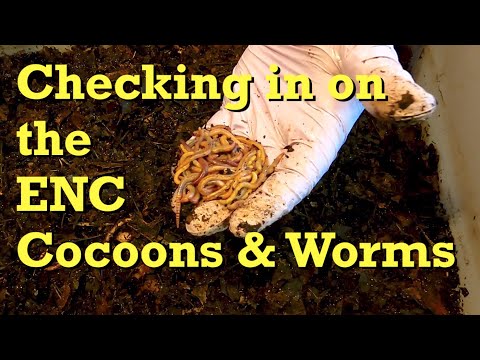 European nightcrawler cocoon nursery & worm bin checked on & fed after 1 week - vermicomposting