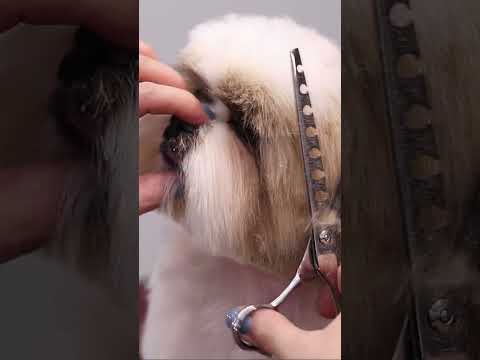 How To Groom A Shih Tzu