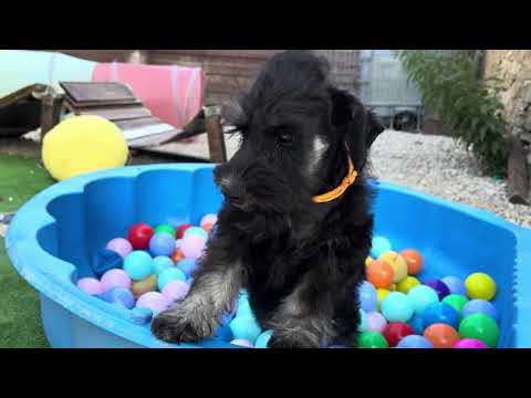 Zwergschnauzer Welpe kaufen