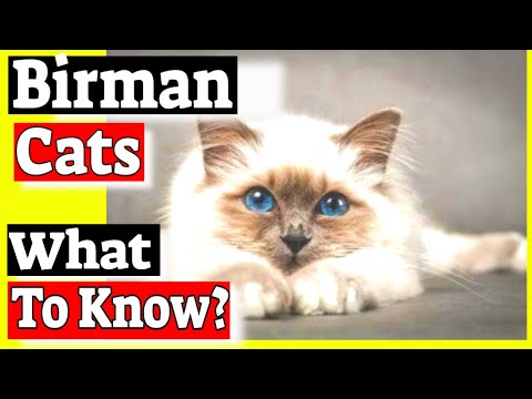 Birman Cats - Are Birman cats friendly? - Questions & Answers