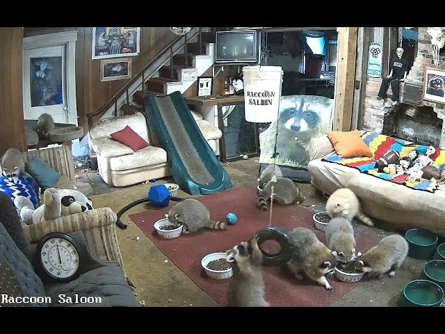 Live webcam view of Cámara del Salón en Raccoon Saloon