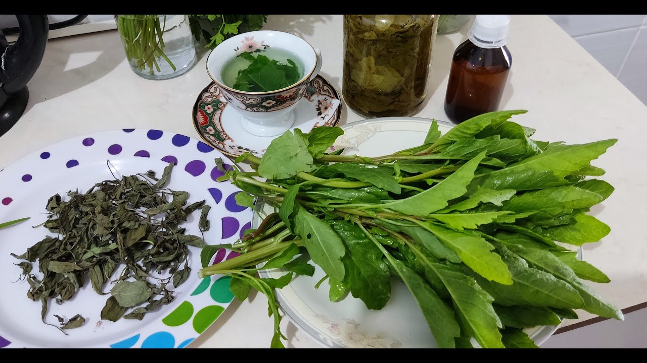 Propriedades do mastruz conhecido também como erva santa maria