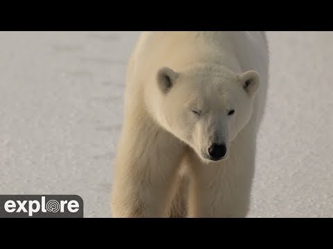 Churchill Polar Bear Cam