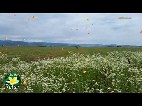 Sounds of Nature   Crickets and the Sound of the Wind, The Rustle of Grass   3 hours of Relax