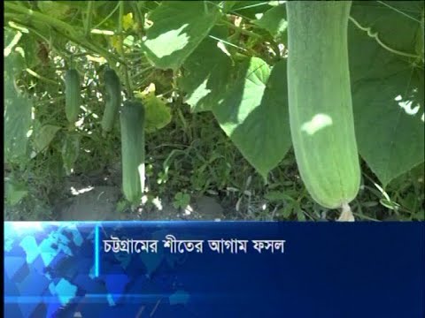 চট্টগ্রামে শীতের আগাম ফসল