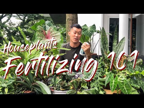 All you need to know about fertilizing houseplants