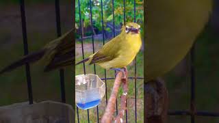 Download lagu pleci ngriwik langsung nembak mp3