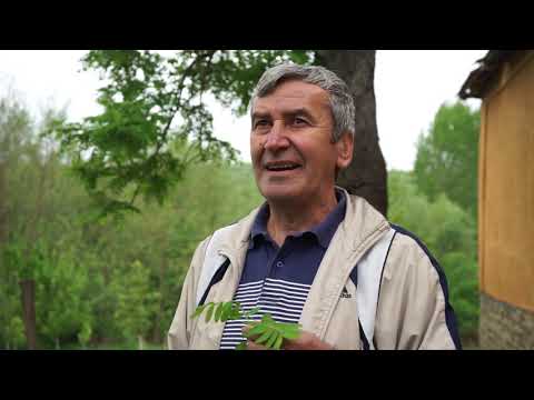 Autohtone vrste Srbije ep.13 16.05.2019. - Oskoruša - gajenje, prednosti, primena....