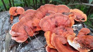 Pycnoporus (don't eat 'em!)