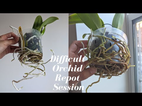Difficult Orchid Repotting | Protecting & Saving Overgrown Roots - Easy tips for Minimal Root Damage
