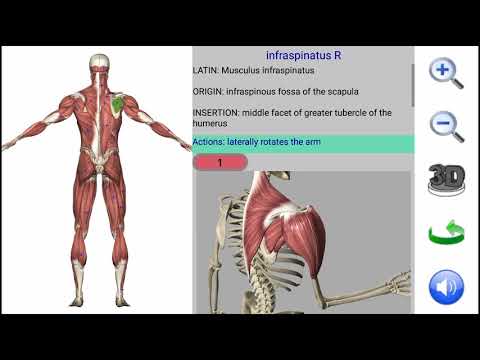 Visual Anatomy video