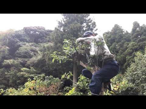 Niwaki Tree Pruning in Japan (2019)