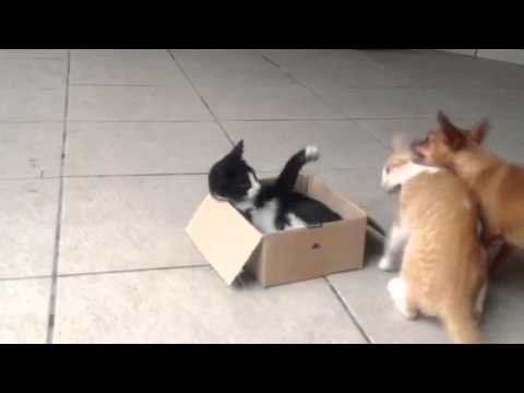 Meus bebes e a caixa