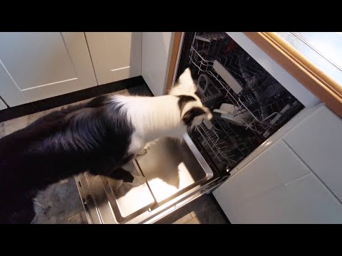 Clever Doggy Learns to Load Dishwasher || ViralHog