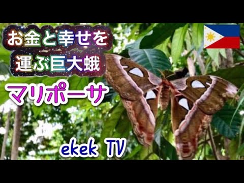 [Filipinas] Mariposa, a mariposa gigante que traz dinheiro e felicidade @Davao City