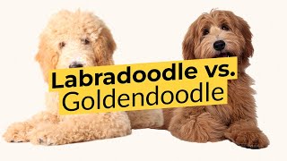 Labradoodle vs. Goldendoodle 🐶 Breed Comparison 🐶 🔴 2023 🔴