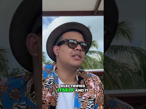 How to Get Rid of Flies: The Ultimate Guide to Fly Control