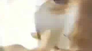 Tommy Page Madly in Love MV