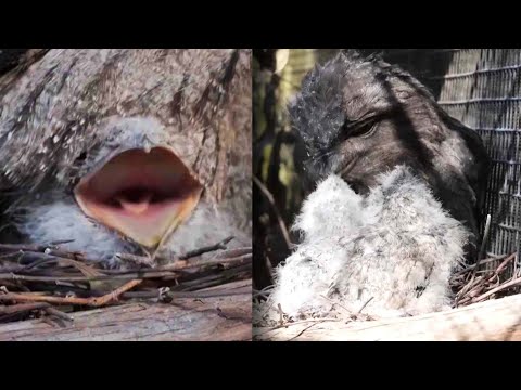 2 Muppet-Looking Chicks Hatch At Sanctuary In Australia - YouTube
