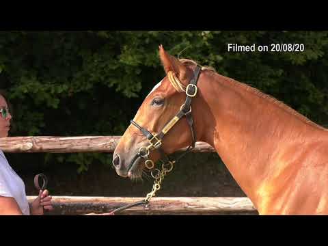 2020 Deauville Select Sale - Lot 481 f.DREAM AHEAD x TROIECAT