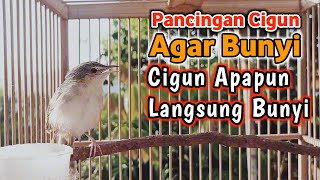 Download lagu pancingan cigun agar bunyi langsung nyaut, cigun macet bunyi dijamin emosi mp3 Download lagu pancingan cigun agar bunyi langsung nyaut, cigun macet bunyi dijamin emosi mp3