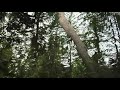 Adult Swim Morphing Falling Tree Bumper 2011