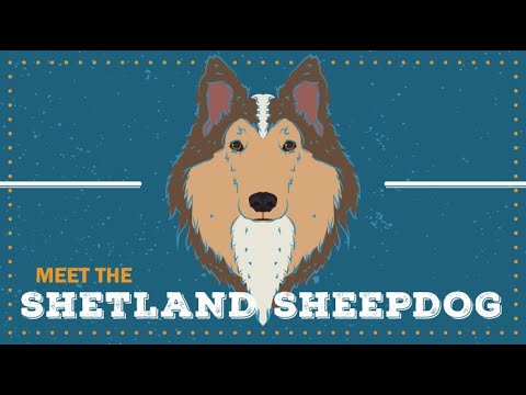 Shetland Sheepdog | CKC Breed Facts & Profile