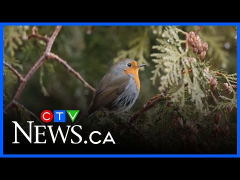 Rare European robin spotted in Montreal