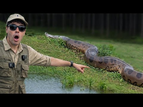 FIQUEI FRENTE A FRENTE COM A MAIOR SUCURI DA AMAZÔNIA 😱🐍
