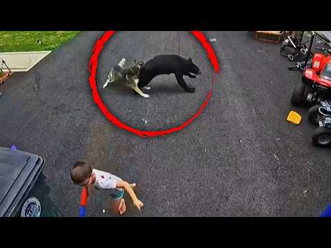 Husky Saves Boy From Bear Attack
