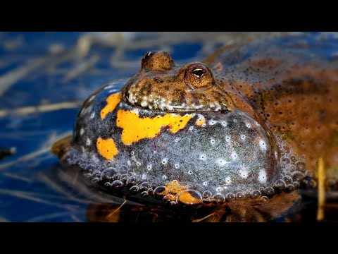 Nature sounds – European fire-bellied toad (Bombina bombina)