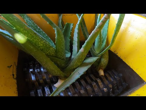 AMAZING VIDEO! STRONG AND FAST SHREDDER MACHINE SHREDDIN ALOE VERA, DRAGON TREE, CANNONBALL FRUIT