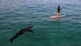 Great White Invasion - Paddling With a Shark