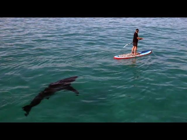 Great White Invasion - Paddling With a Shark