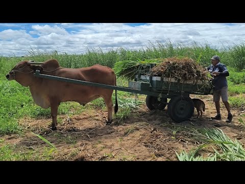 JOÃO TIRA CAPIM PARA LEVAR PRAS BEZERRAS DA FAZENDA AROEIRA EM OLIVEDOS NA PARAÍBA !!!!!!