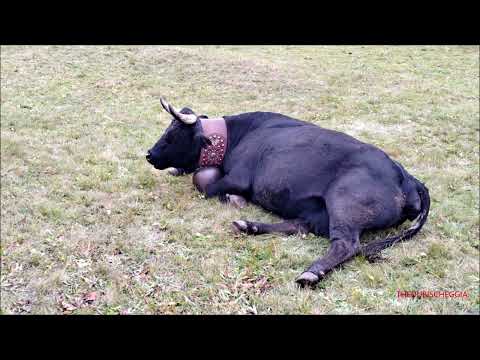 ASINI, VACCHE, CAPRE, PECORE E CAVALLI NEI PASCOLI ALPINI. 19 - 9 - 2023.