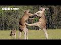 50 Of The Greatest Fights In The Animal Kingdom BBC Earth