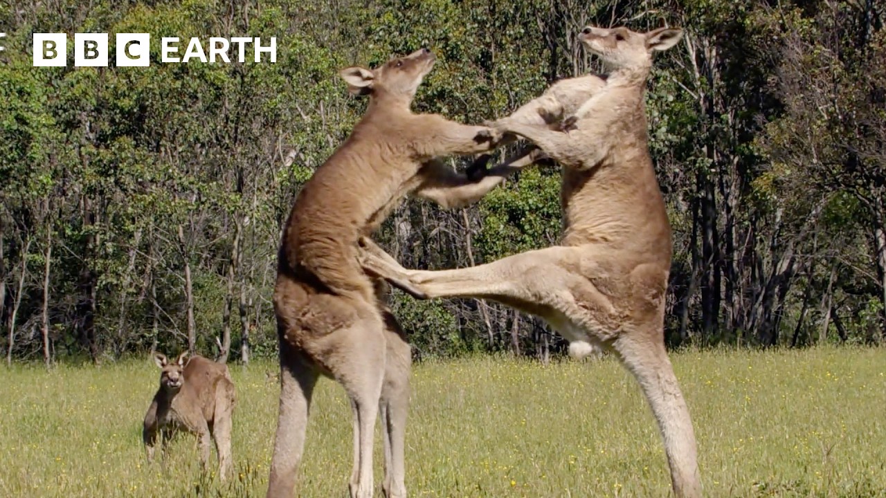50 of the Greatest Fights in the Animal Kingdom | BBC Earth