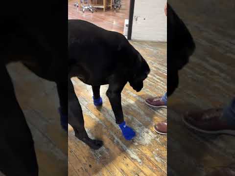 P.I.E. Week Sock Day With Chief