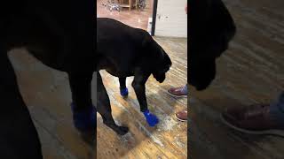 P.I.E. Week Sock Day With Chief