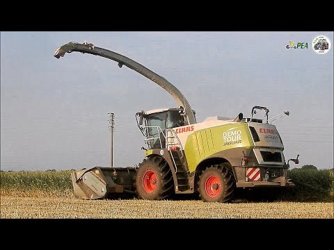 Claas Jaguar 980 (497) DEMO TOUR + Domai MPD 612 - Gruppo PEA - Trinciatura frumento 2022
