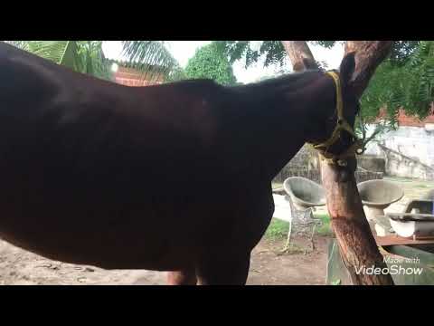 Haras Xandão rancho  muito cavalos bonito
