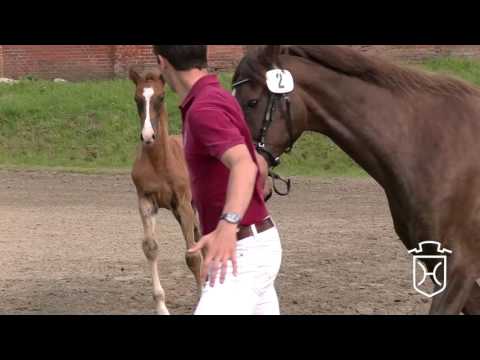 RD002 Hengstfohlen von Caracho - Liostro - Ahorn Z