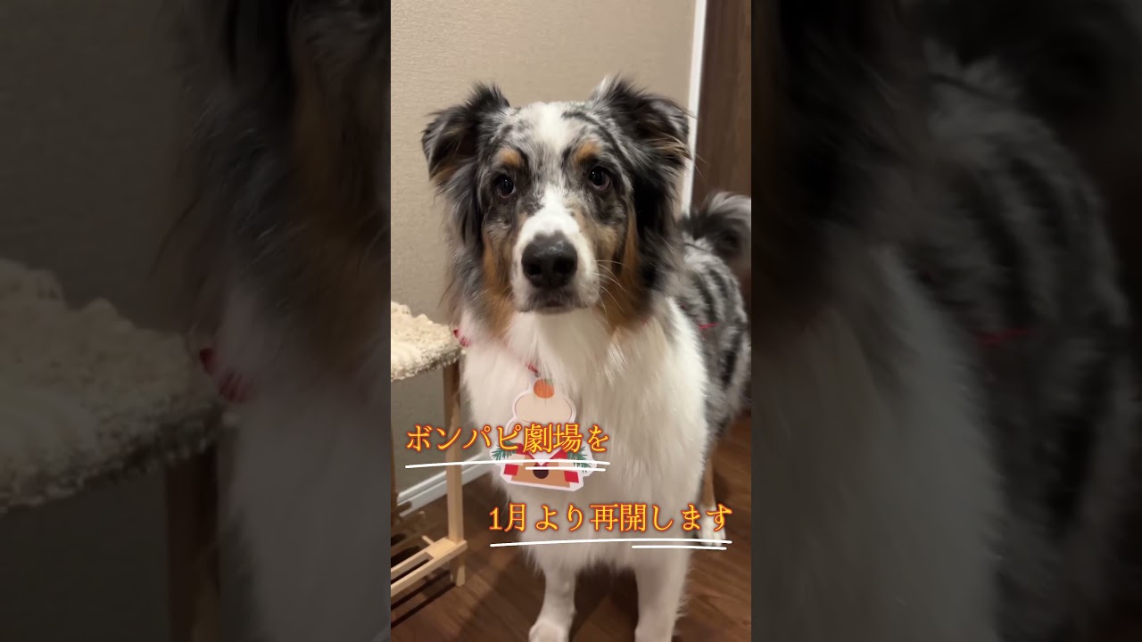 【謹賀新年】今年もよろしくね🐶ボンパピ劇場から新年のご挨拶🎍