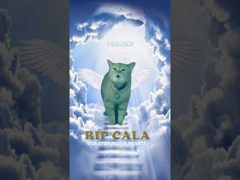 RIP CALA 🕊️ (I Go Meow Cat)