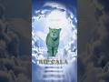 RIP CALA ️ I Go Meow Cat
