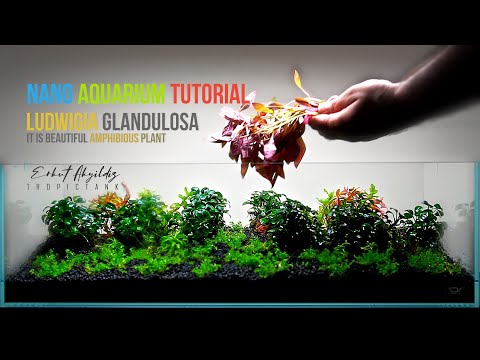 NANO AQUASCAPE TUTORIAL